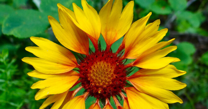 Friday Reflection: Understanding Trauma Responses image