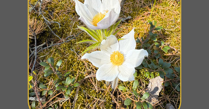 What Trauma Really Means image