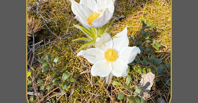 What Trauma Really Means image