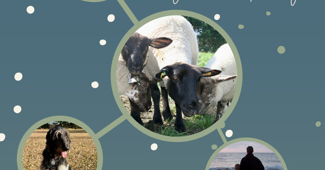 National Hug a Sheep Day image