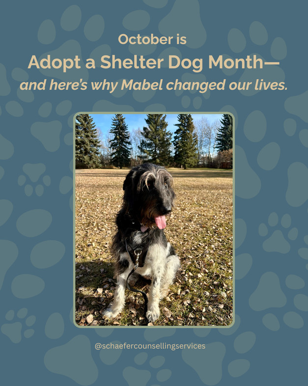 Picture of a black and white Labradoodle rescue dog Mabel sitting in front of spruce trees in the fall.