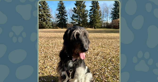 Adopt a Shelter Dog Month image