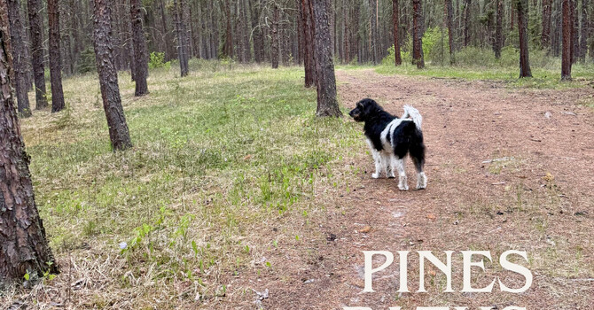 We Weren’t Meant to Be “Pinged” 24/7
