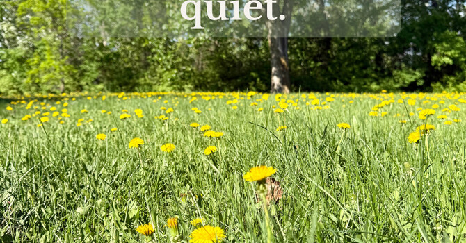 Dandelions and Resilience: Reflections on Growth, Seasons, and Care