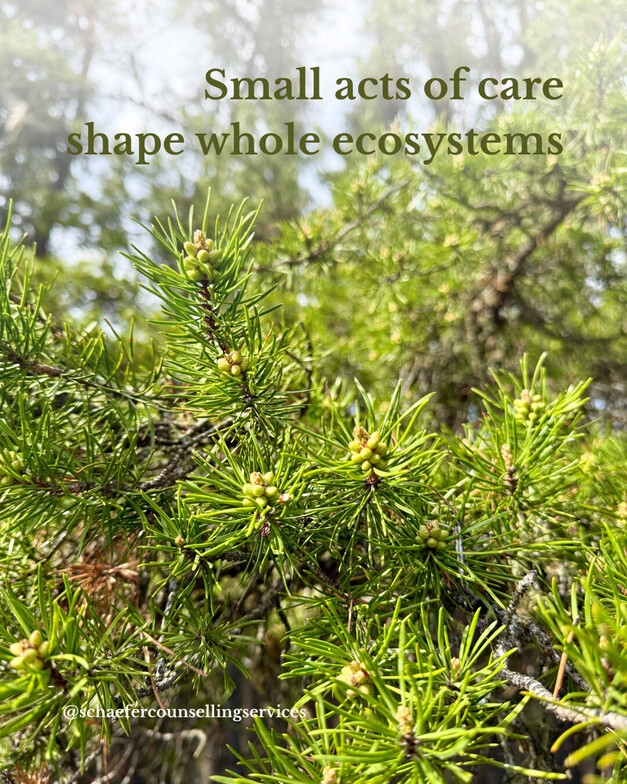 Close-up of fresh, light green bud clusters growing on a pine branch against a blurred background of sunlit trees.